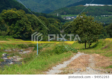 Uchiyama clear stream terraced rice paddy tree Uchiyama clear stream terraced rice paddy tree 94952263