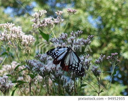 chestnut tiger butterfly butterfly chestnut tiger butterfly butterfly 94952935