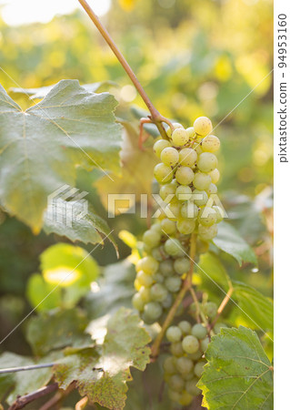 Green grape growing on the grape vines. Close up of ripe grapes hanging on branch. Hanging grapes. Grape farming. Wine making concept. Green grape growing on the grape vines. Close up of ripe grapes hanging on branch. Hanging grapes. Grape farming. Wine making concept. 94953160