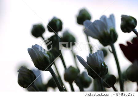 菊花特寫鏡頭,白色背景 菊花特寫鏡頭,白色背景 94953255
