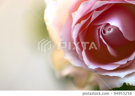 Beautiful pink roses 94953256