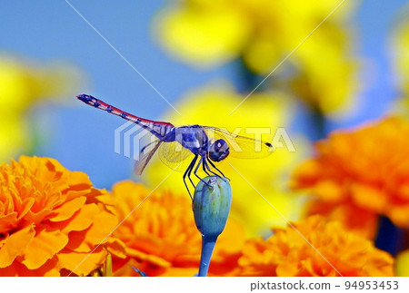 Akiakane Akiakane 94953453