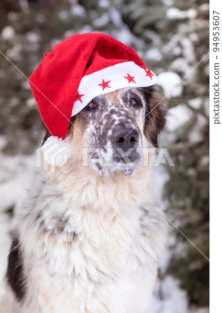 Cute dog in santa hat, Merry Christmas concept 94953607
