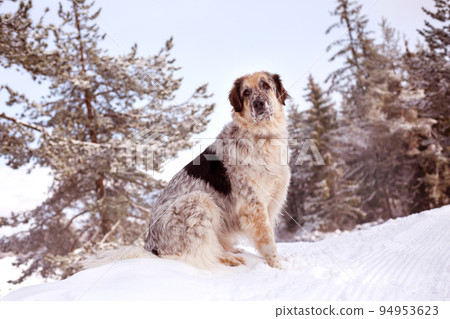 Dog portrait, snow winter forest pine trees 94953623
