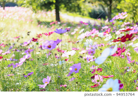 Alps Azumino Park, cosmos in full bloom and autumn flowers Alps Azumino Park, cosmos in full bloom and autumn flowers 94953764