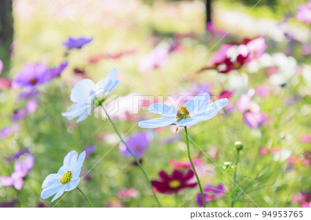 阿爾卑斯安曇野公園,盛開的波斯菊和秋花 阿爾卑斯安曇野公園,盛開的波斯菊和秋花 94953765