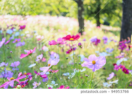阿爾卑斯安曇野公園,盛開的波斯菊和秋花 阿爾卑斯安曇野公園,盛開的波斯菊和秋花 94953766