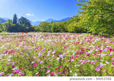 阿爾卑斯安曇野公園,盛開的波斯菊和秋花 阿爾卑斯安曇野公園,盛開的波斯菊和秋花 94953768