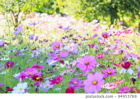 阿爾卑斯安曇野公園,盛開的波斯菊和秋花 阿爾卑斯安曇野公園,盛開的波斯菊和秋花 94953769