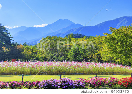 阿爾卑斯安曇野公園,盛開的波斯菊和秋花 阿爾卑斯安曇野公園,盛開的波斯菊和秋花 94953770