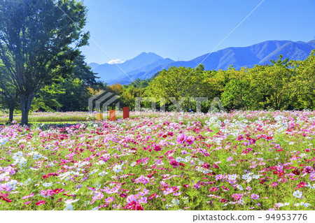 Alps Azumino Park, cosmos in full bloom and autumn flowers 94953776