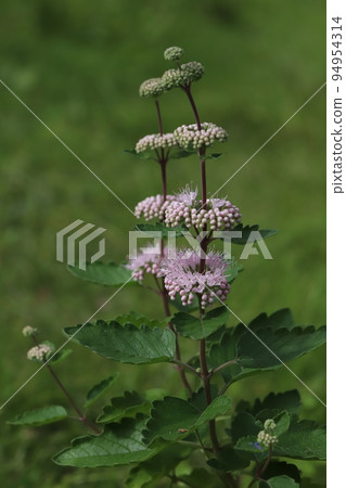 日本秋季花園中盛開的丁香花 日本秋季花園中盛開的丁香花 94954314