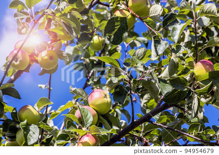 ripening apples on a tree in the garden 94954679