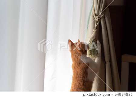 A cat playing with the curtain Brown Tiger White 94954885