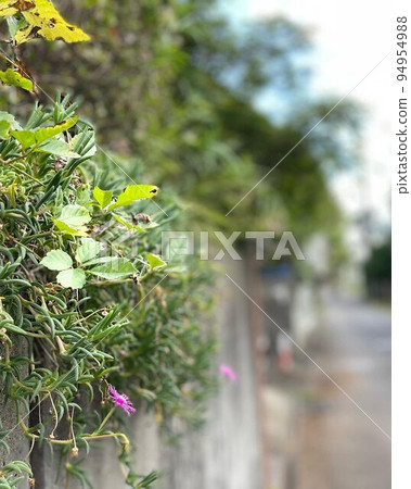 Narrow back alley and flowers 94954988