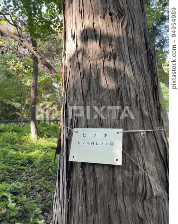 Hinoki 94954989