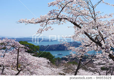 日本三景之一的櫻花與松島（宮城縣） 94955029