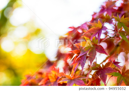 Colored maple Background material of autumn maple Autumn image Evening color Colored maple Background material of autumn maple Autumn image Evening color 94955032
