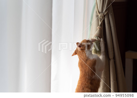 A cat playing with the curtain Brown Tiger White 94955098