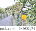 yellow flowers along the road 94955174