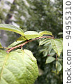 Leaves wet with rain 94955310