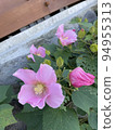 Pink flowers wet in the rain 94955313
