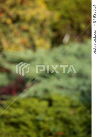 Bright autumn background. Defocused foliage is green and bright yellow Bright autumn background. Defocused foliage is green and bright yellow 94955514