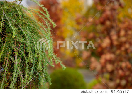 Bright autumn background. Defocused foliage is green and bright yellow 94955517