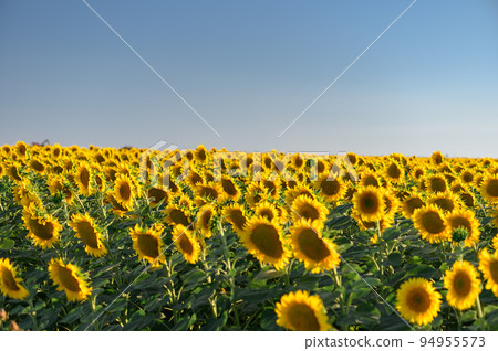 Beautiful sunflowers in the field natural background, Sunflower blooming 94955573