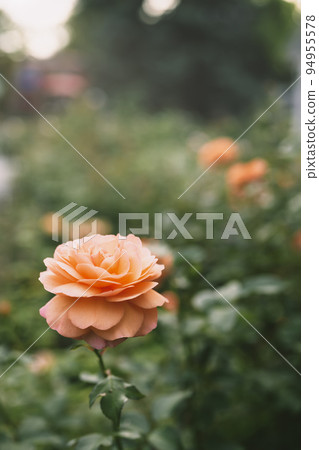 玫瑰（圖像剪裁） 94955578