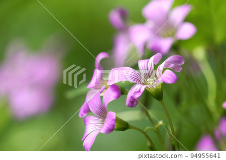 small pink oxalis flower small pink oxalis flower 94955641