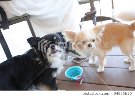 Long coat chihuahua drinking water from a tray only for water on the cafe terrace 94955650