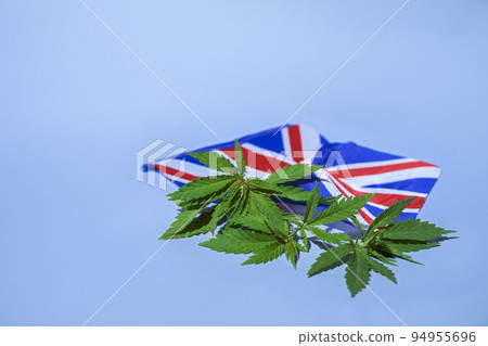 cannabis leaves and UK flag on a blue background. marijuana legalization concept cannabis leaves and UK flag on a blue background. marijuana legalization concept 94955696
