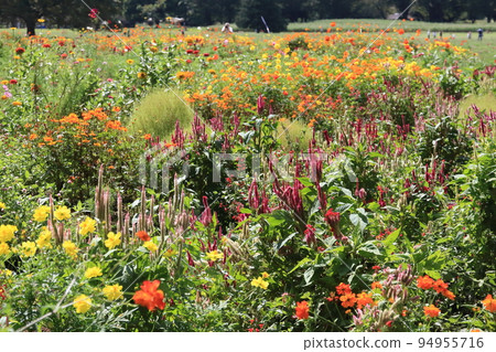 初秋花束花園 初秋花束花園 94955716