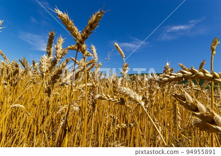 backdrop of ripening ears of yellow wheat field on the sunset cloudy orange sky background. Copy space of the setting sun rays on horizon in rural meadow Close up nature photo Idea of a rich harvest 94955891