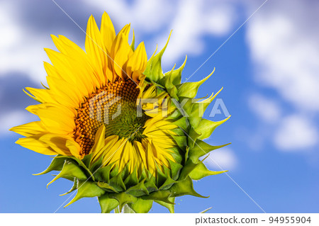 Close up young sunflower the flower is not fully grown in the field and blur background.small depth of field 94955904