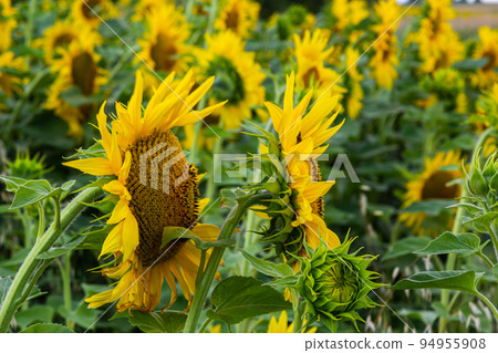 a young unopened sunflower grows in a field. sunflower cultivation concept 94955908