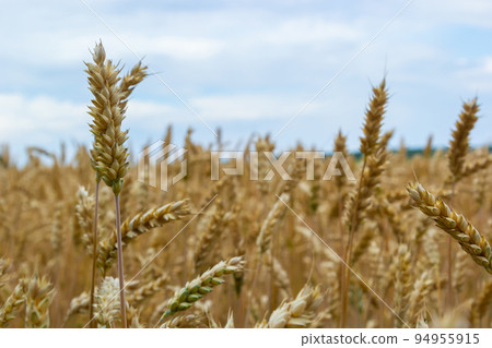backdrop of ripening ears of yellow wheat field on the sunset cloudy orange sky background. Copy space of the setting sun rays on horizon in rural meadow Close up nature photo Idea of a rich harvest 94955915