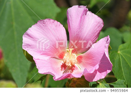 不是必需的（芙蓉） 94955984