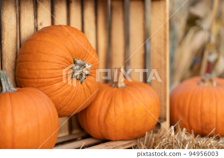 Plucked pumpkins in a wooden plank agricultural box for storing the harvest. Plucked pumpkins in a wooden plank agricultural box for storing the harvest. 94956003
