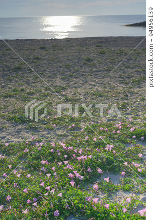 開花在沙灘上的粉紅色旋花 開花在沙灘上的粉紅色旋花 94956139