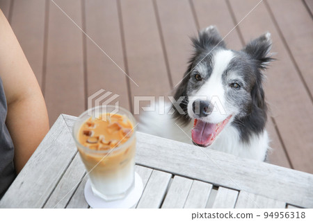 A border collie under a table on a dog-friendly cafe terrace 94956318