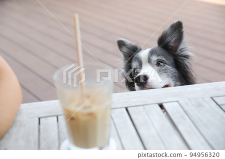 一隻邊境牧羊犬在一個狗友好的咖啡館露台的桌子下 一隻邊境牧羊犬在一個狗友好的咖啡館露台的桌子下 94956320