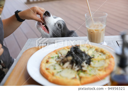 邊境牧羊犬在狗咖啡館收到一塊披薩 邊境牧羊犬在狗咖啡館收到一塊披薩 94956321