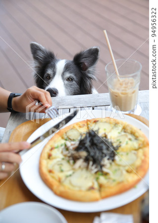 一隻黑白邊境牧羊犬在狗咖啡館裡羨慕地看著披薩 一隻黑白邊境牧羊犬在狗咖啡館裡羨慕地看著披薩 94956322