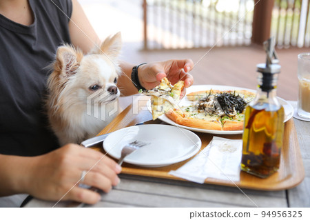 Long-coated Chihuahua sitting on the lap of the owner who is having lunch Long-coated Chihuahua sitting on the lap of the owner who is having lunch 94956325