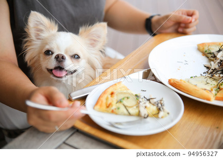Long-coated Chihuahua sitting on the lap of the owner who is having lunch 94956327