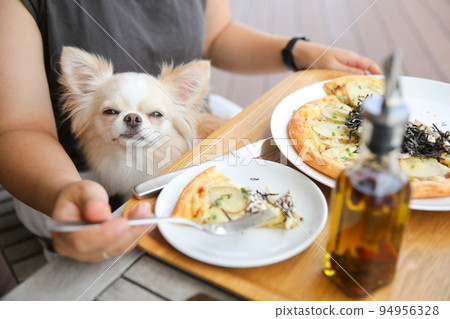 長毛吉娃娃坐在正在吃午飯的主人腿上 94956328