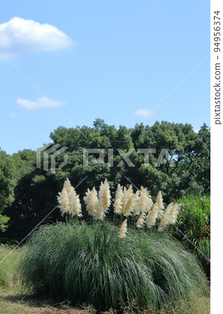 pampas grass and blue sky in early autumn 94956374