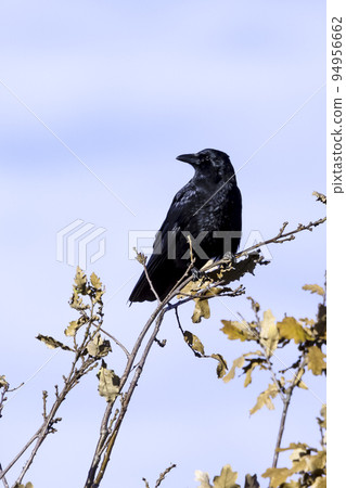 Northern raven in Ham, London, United Kingdom Northern raven in Ham, London, United Kingdom 94956662